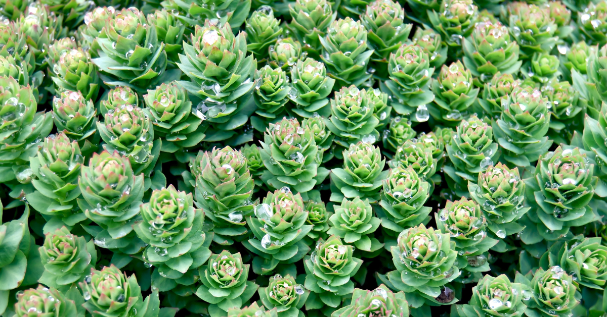 Everything You Need to Know About Rhodiola Rosea