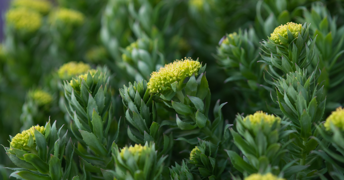 Is Rhodiola the Secret to Weight Loss and Reduced Stress?