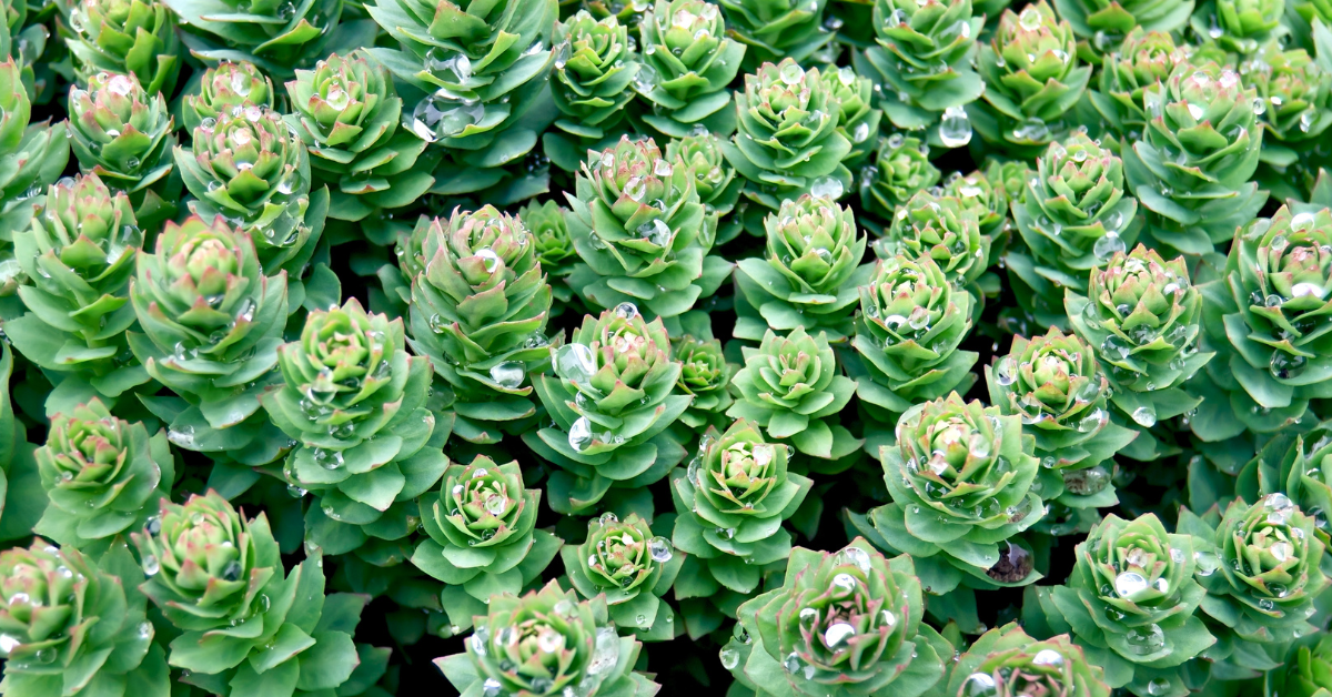 Is Rhodiola the Secret to Weight Loss and Reduced Stress?