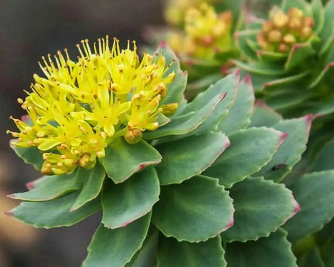 Understanding Rhodiola: A Natural Ally for Daily Vitality