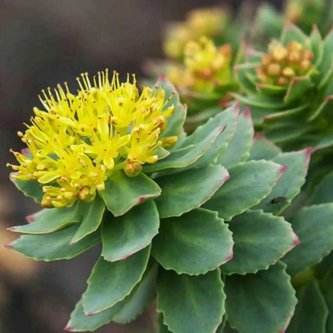 Understanding Rhodiola: A Natural Ally for Daily Vitality