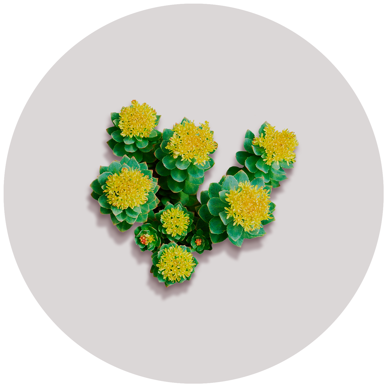 Rhodiola Rosea Plant